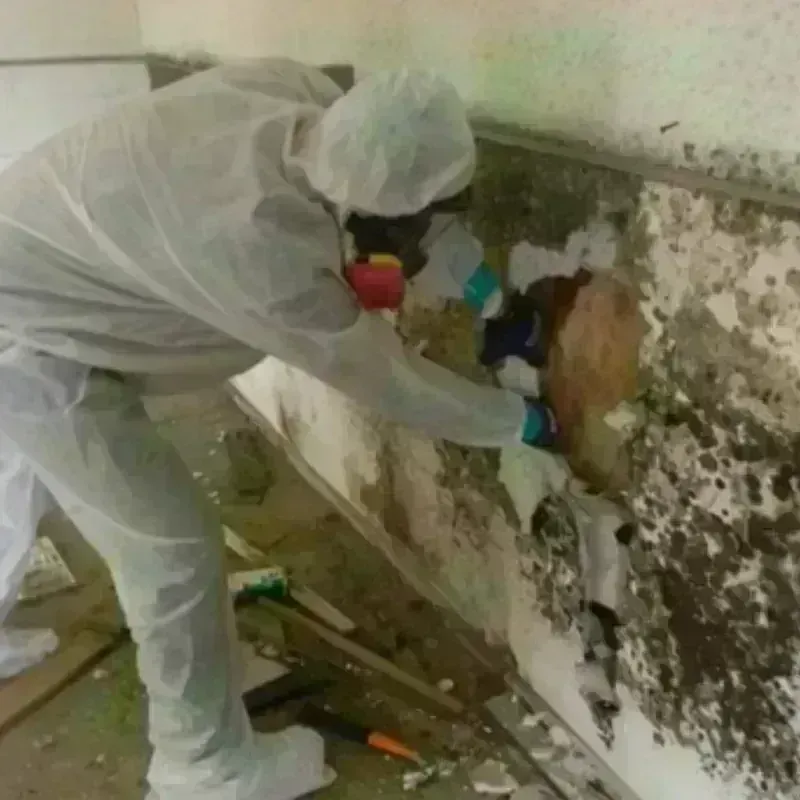 Mold Remediation and Removal in Spencerport, NY